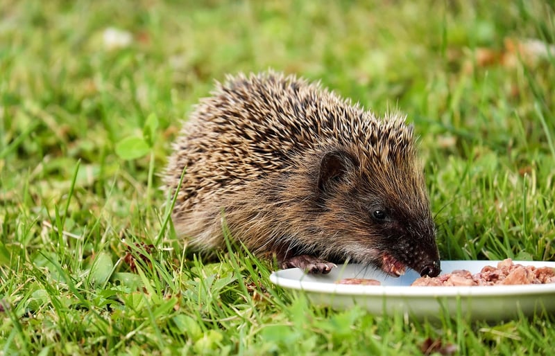 Eating Sustainably